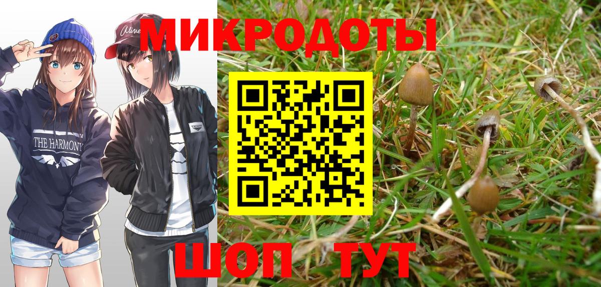 Галлюциногенные грибы Psilocybine cubensis Апатиты